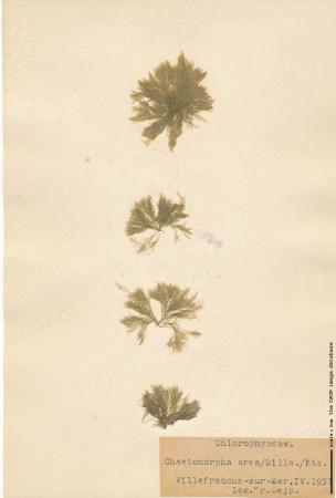 Chaetomorpha linum.jpg